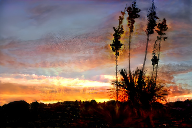 Yucca Sunset