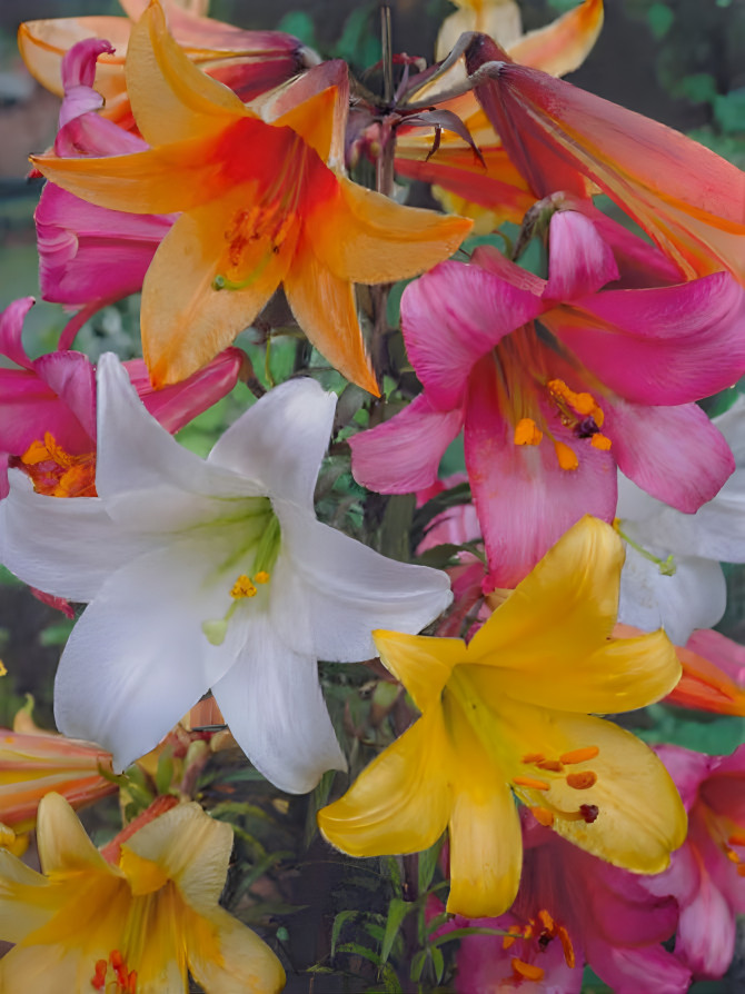 Trumpet Lilies 