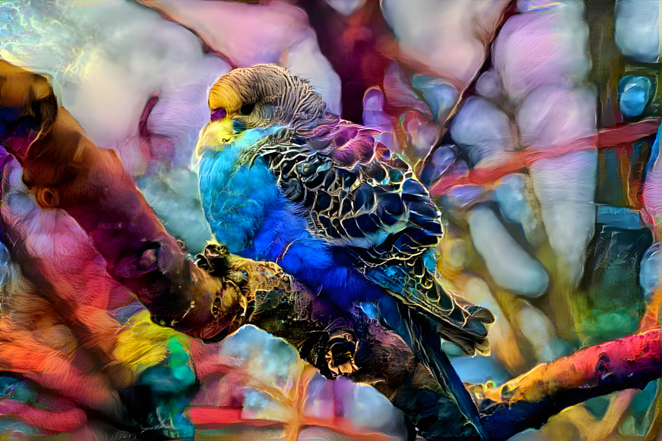 Budgie