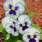 Colorful painting of white pansies with purple centers on beige background