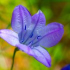 Colorful digital artwork: Purple and blue flower with intricate patterns on green and yellow background