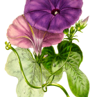 Detailed botanical illustration of large purple flower, pink blossoms, and green leaves on black background