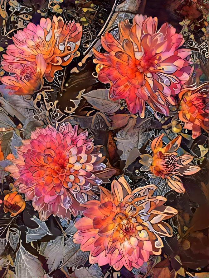 Dahlias