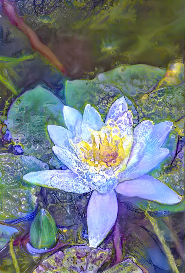 Pond Lily