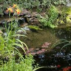 Tranquil Japanese pond with koi fish and lush greenery