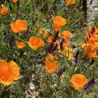 Vibrant watercolor painting of orange poppies in a lush field