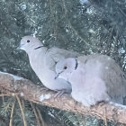 Winter scene: Two pigeons on snowy branch with pine needles.