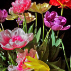 Multicolored Tulips in Red, Yellow, Purple, and White on Dark Background