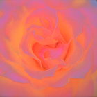 Vibrant orange rose with soft petals in close-up view