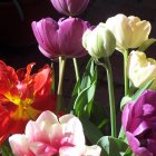 Colorful Tulip Bouquet Against Dark Background