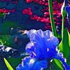 Colorful floral painting with blue iris and pink flowers on dark background