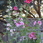 Vibrant garden scene with pink and red hollyhocks among assorted flowers