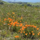 Colorful meadow with orange poppies and wildflowers by the ocean.