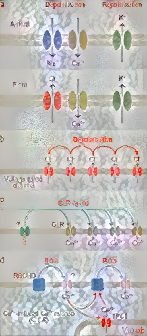 Membrane modle