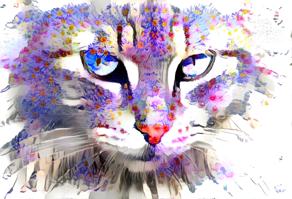 Colourful cat