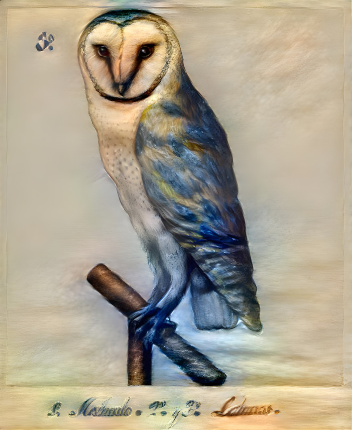 Rare blue owl