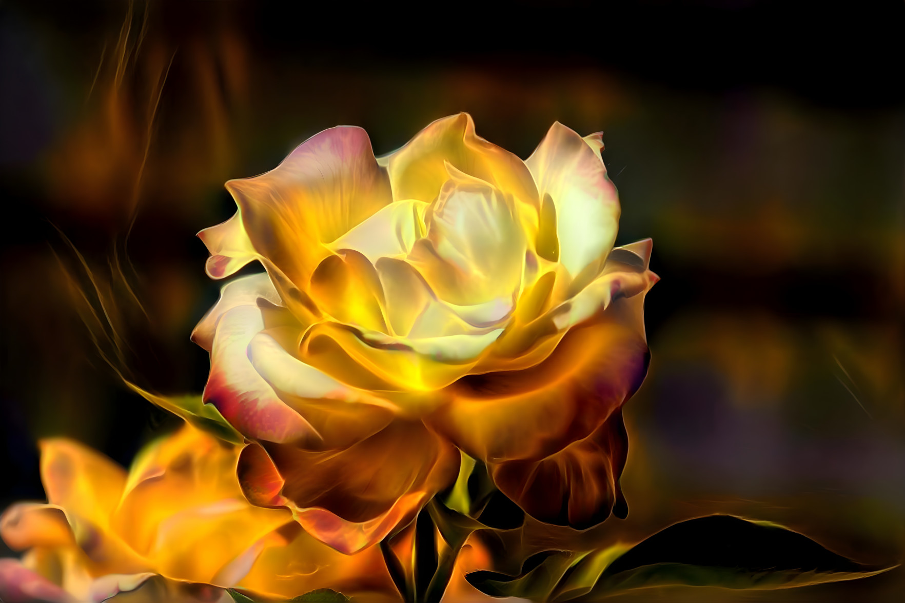 Yellow Rose