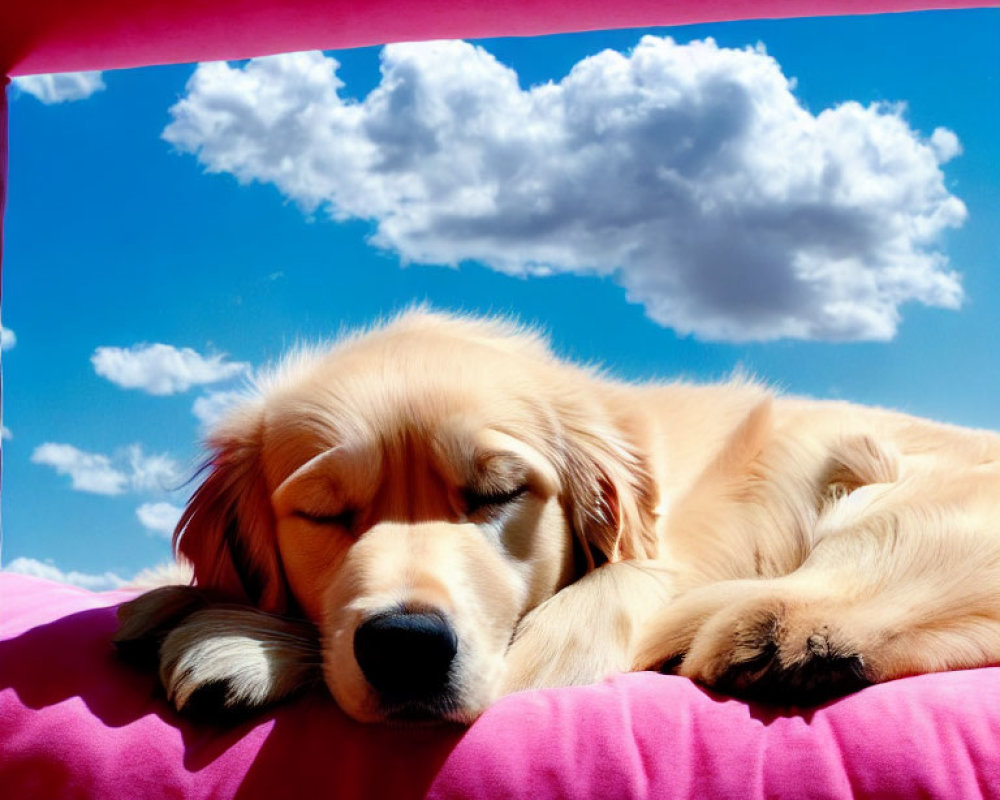 Golden Retriever Sleeping on Pink Surface with Blue Sky and Clouds