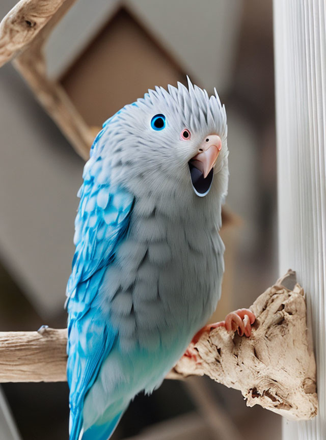 Blue Budgerigar with White Head and Black Eyes Perched on Branch