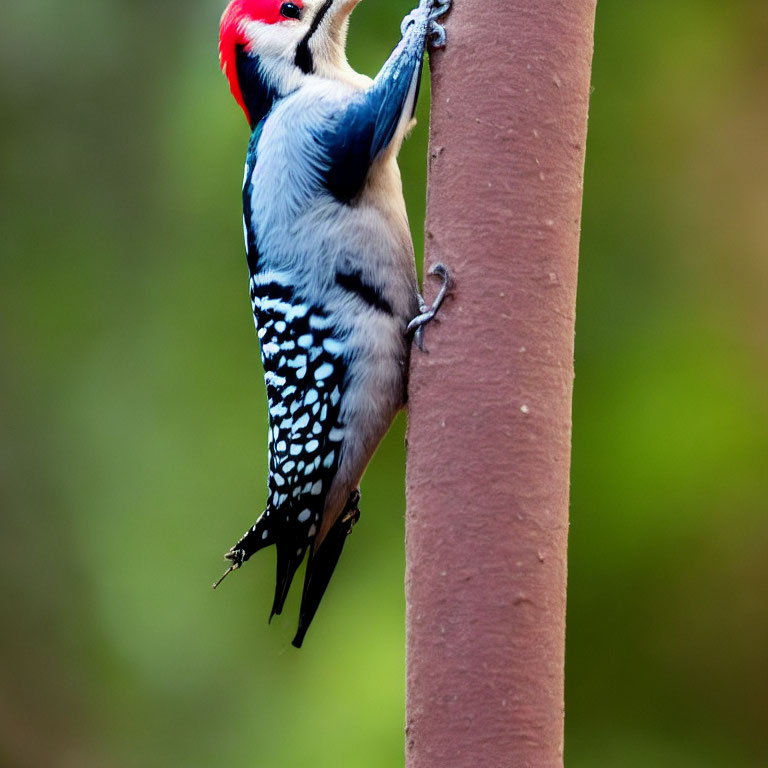 Vibrant red-headed woodpecker on rusty brown pipe against green backdrop