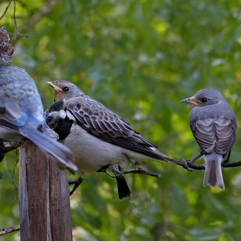 Three Birds Perched on Branch Amid Green Foliage