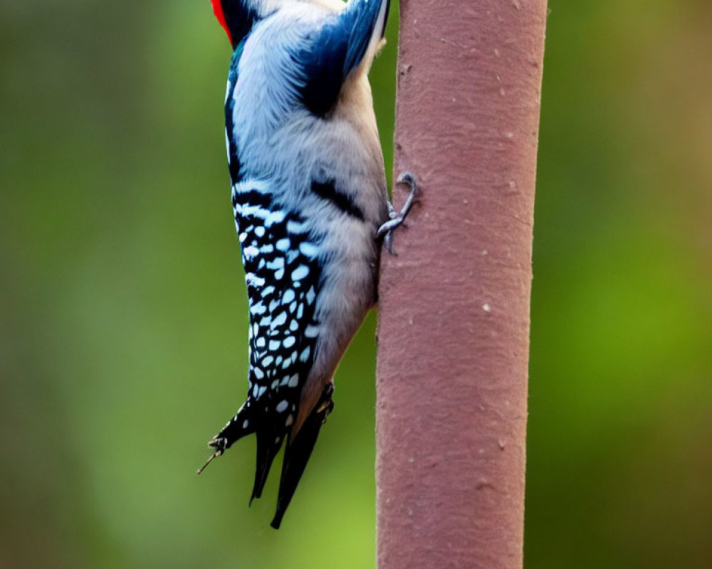 Vibrant red-headed woodpecker on rusty brown pipe against green backdrop