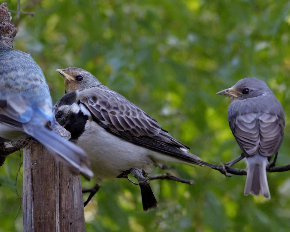 Three Birds Perched on Branch Amid Green Foliage