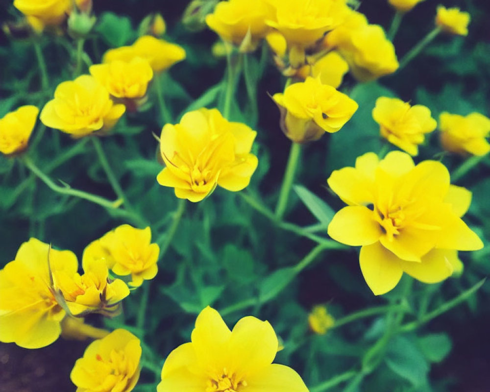 Bright Yellow Layered Petal Flowers Blooming in Garden