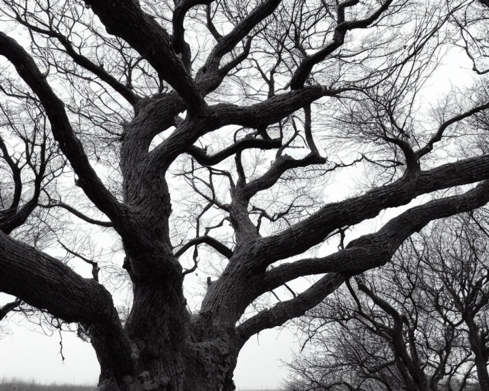 Monochrome photo of leafless tree in stark landscape