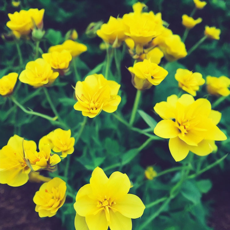 Bright Yellow Layered Petal Flowers Blooming in Garden