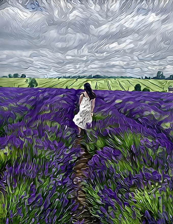 Lavender Field 