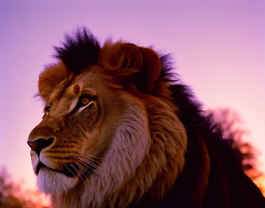 lion at sunset 1