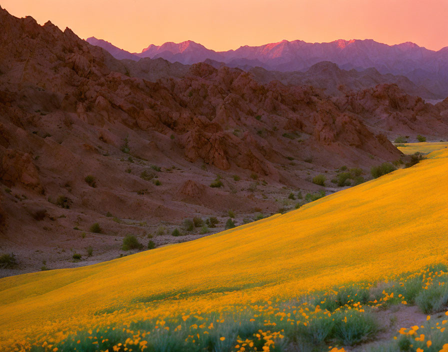 Scenic landscape: yellow flowers, mountains, sunset sky