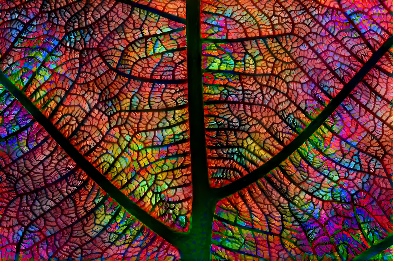 Multicolored leaf