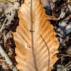 Symmetrical fern leaf with white and green foliage in forest setting