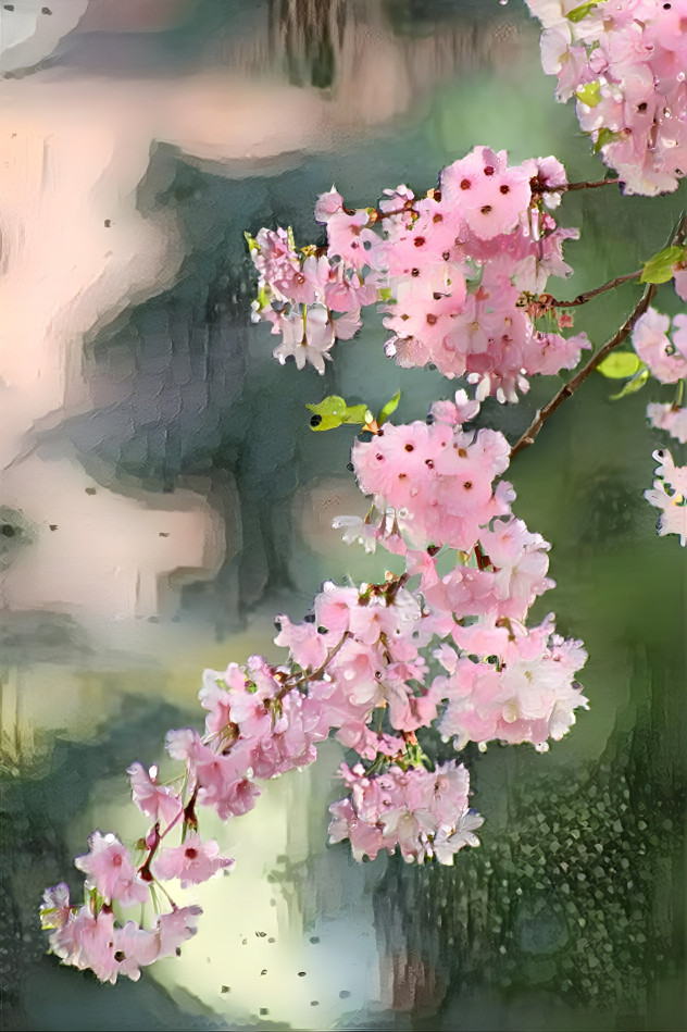 Cherry blossom