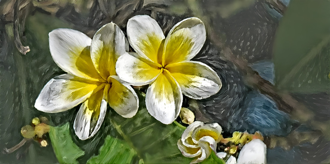 White Plumeria