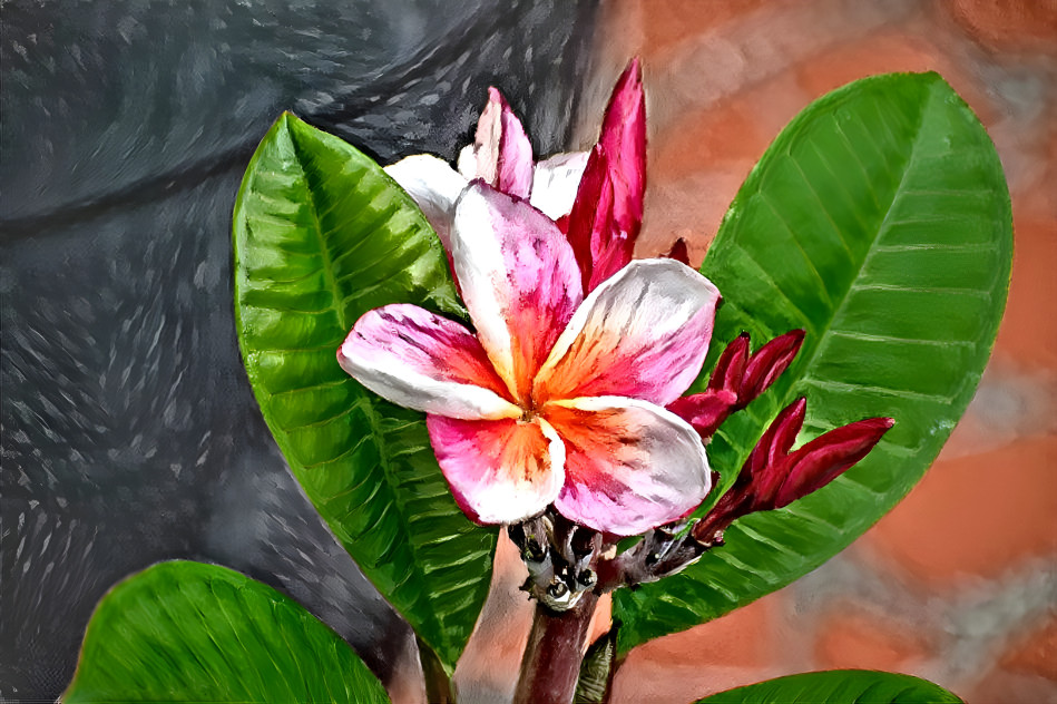 Plumeria