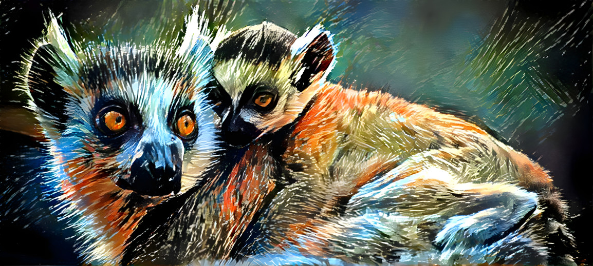 Lemur catta