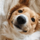 Playful dog wrapped in cream blanket gazes at camera with tilted head and tongue out