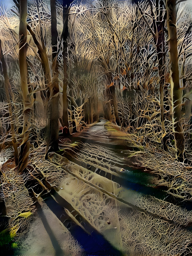 A Path in the Woods