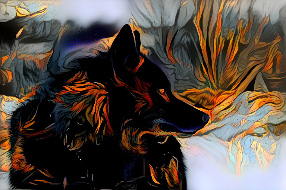 Black Wolf