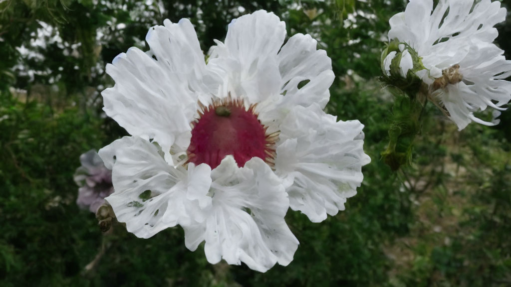 Detailed View of White Flower with Pink Center and Ruffled Petals