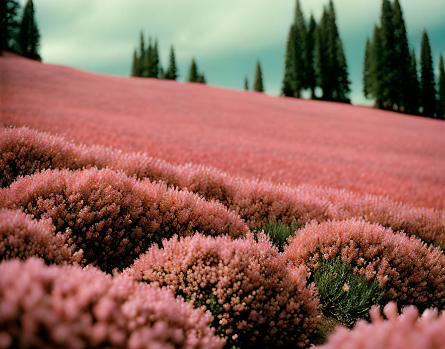 Scenic red foliage field with evergreen trees and cloudy sky