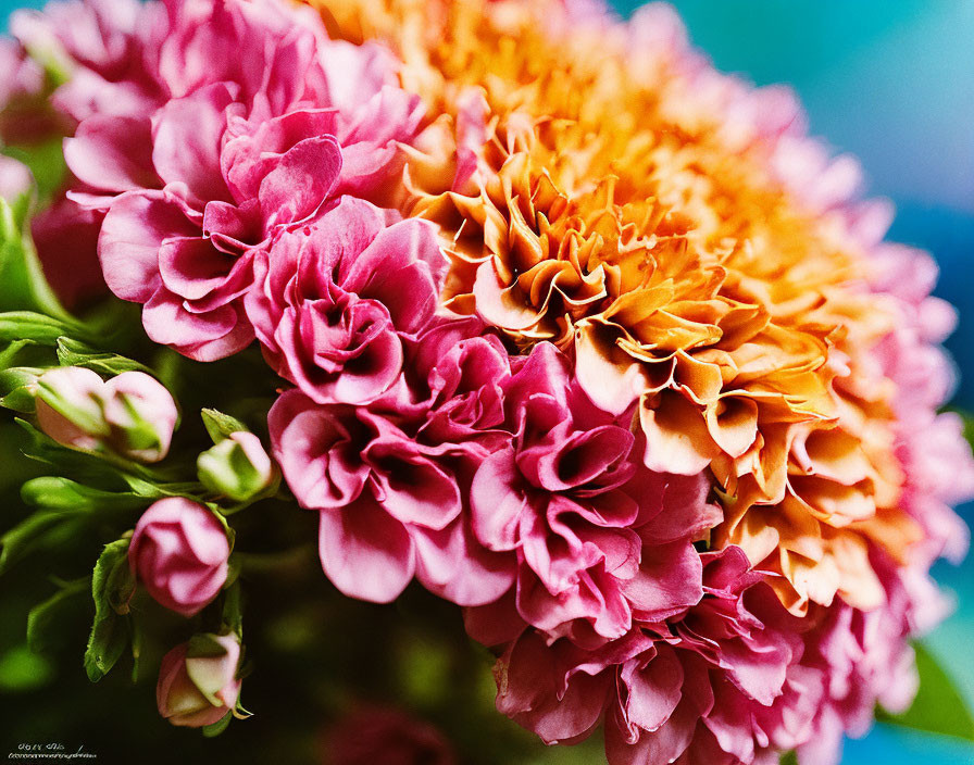 Colorful Pink and Orange Layered Flowers on Soft Blue-Green Background