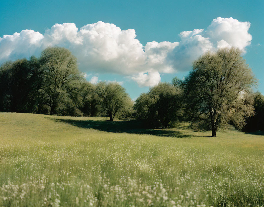 Scenic meadow with wildflowers, leafless trees, and blue sky