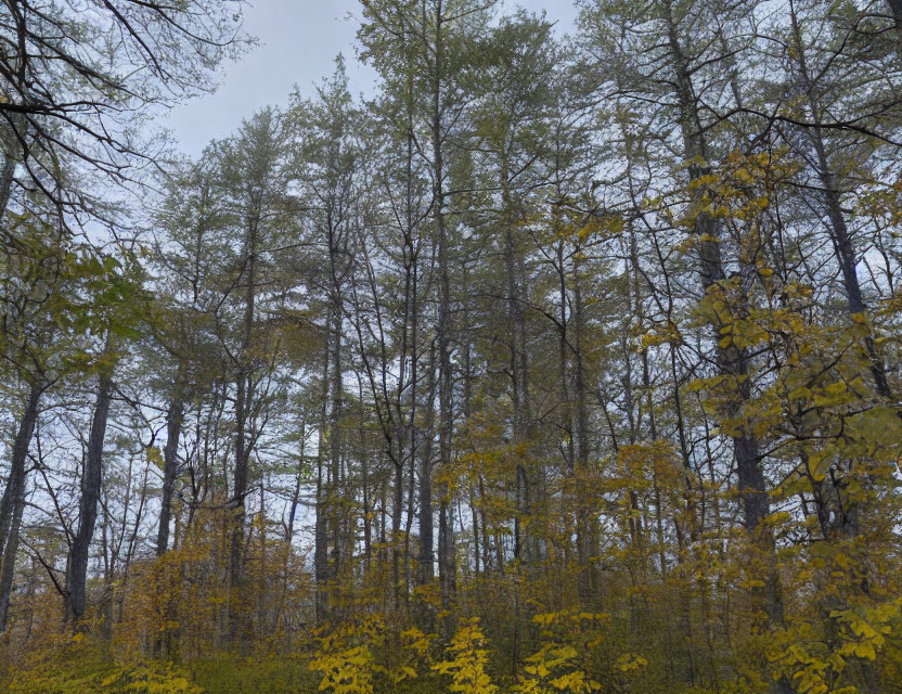 Mixed Evergreen and Deciduous Trees in Dense Forest Under Overcast Sky