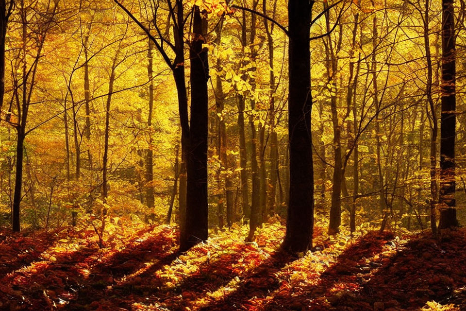 Autumn forest with golden sunlight and vibrant leaves