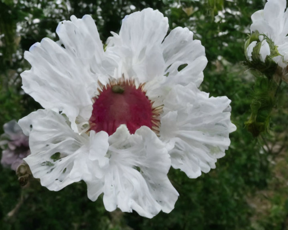 Detailed View of White Flower with Pink Center and Ruffled Petals