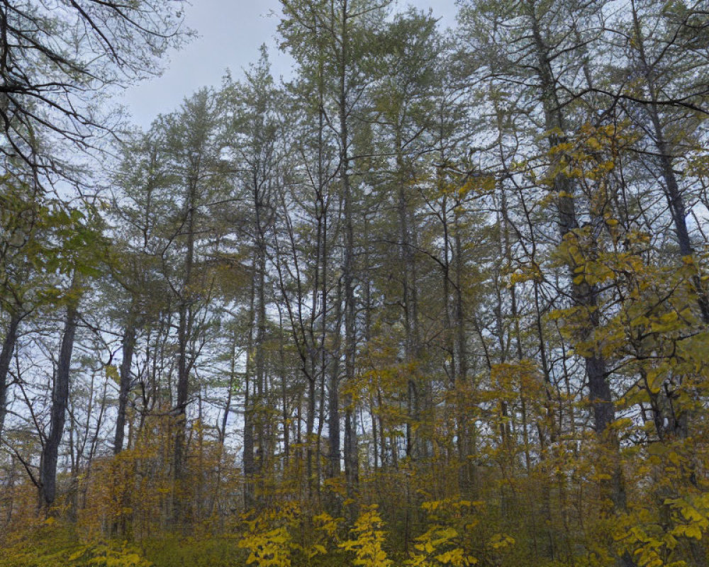 Mixed Evergreen and Deciduous Trees in Dense Forest Under Overcast Sky